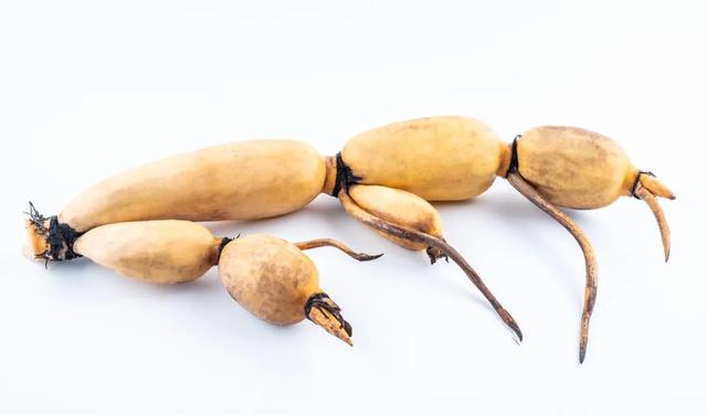 看孔数判断莲藕口感靠谱吗