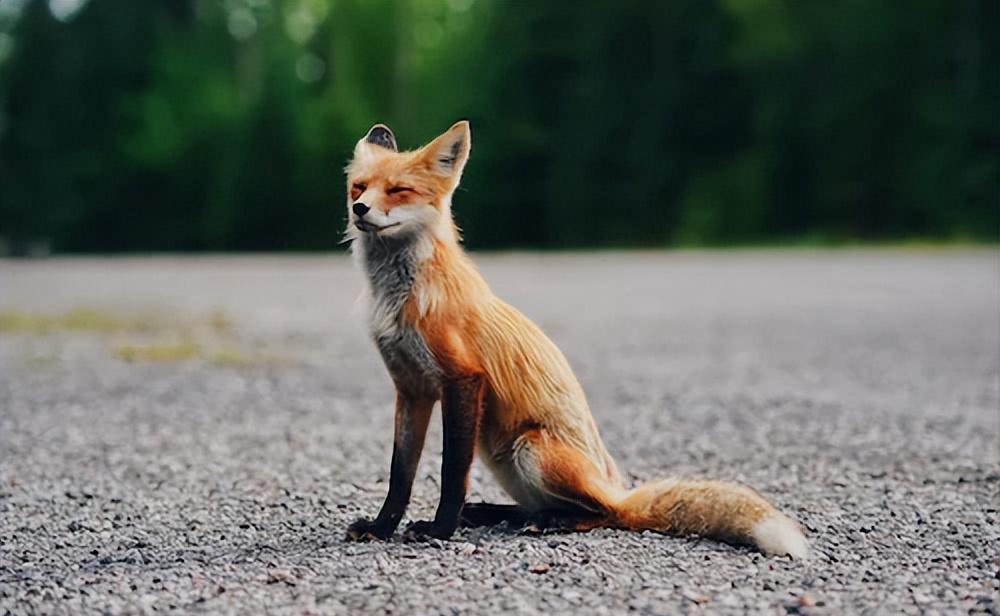 超越认知!揭秘三种巨型狐狸中赤狐的可怕程度!