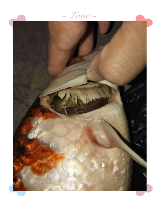 鱼类烂鳃病的防治方法与用药指南