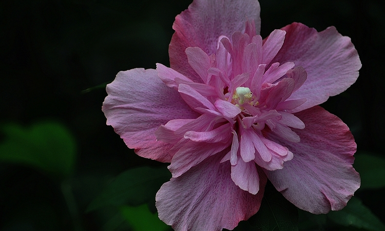 木槿花又叫扶桑花吗