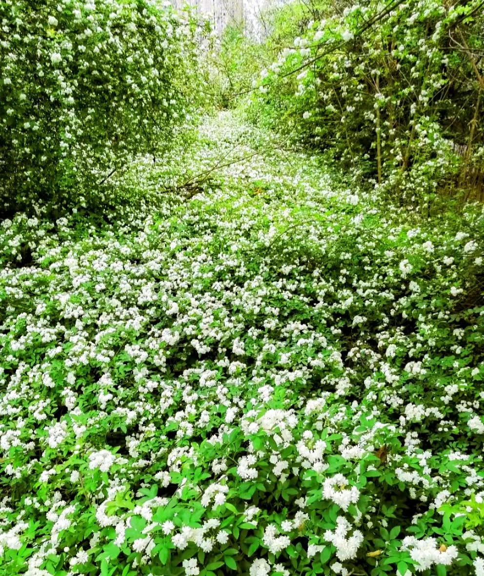 地铁口发现一处白色木香花,流淌的"花瀑布"一样,太壮观了