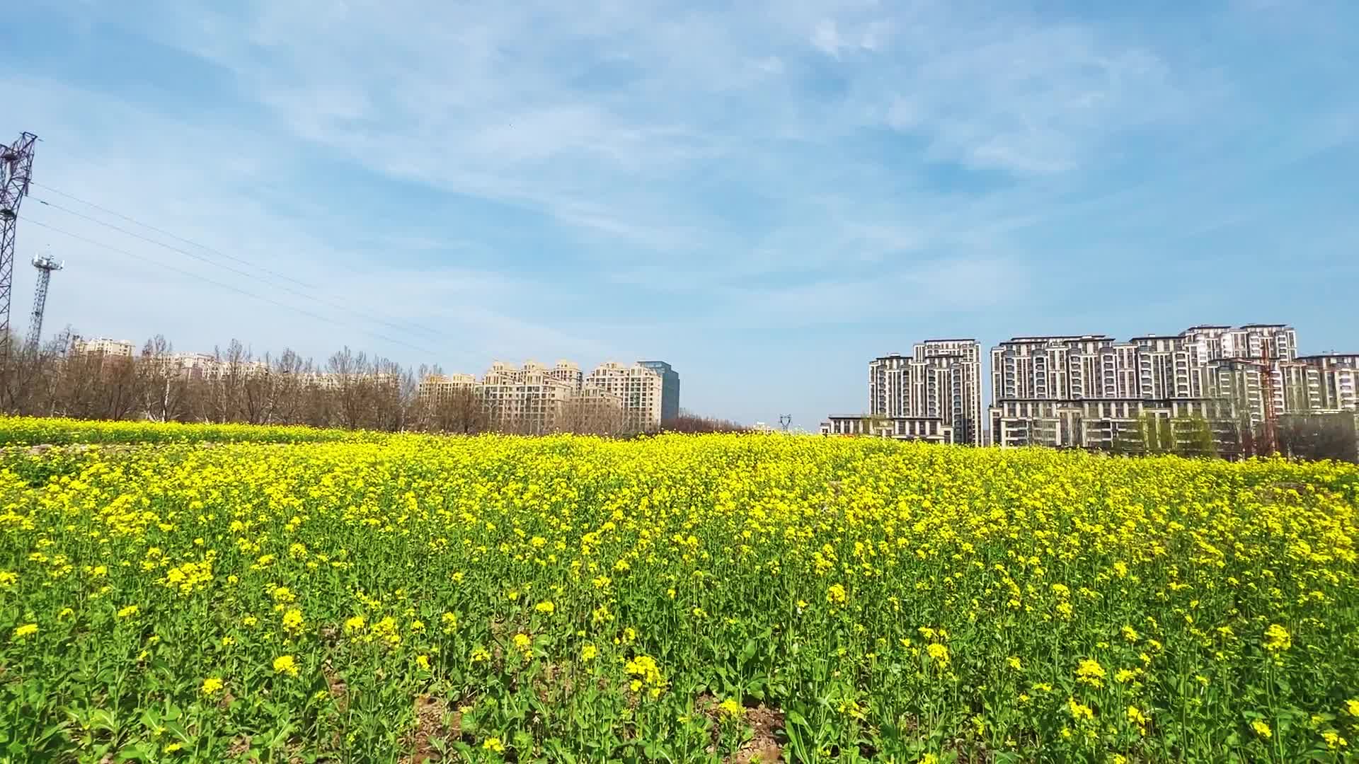 金乡县缗城桥油菜花开