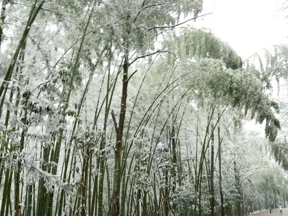 重庆主城下雪了!