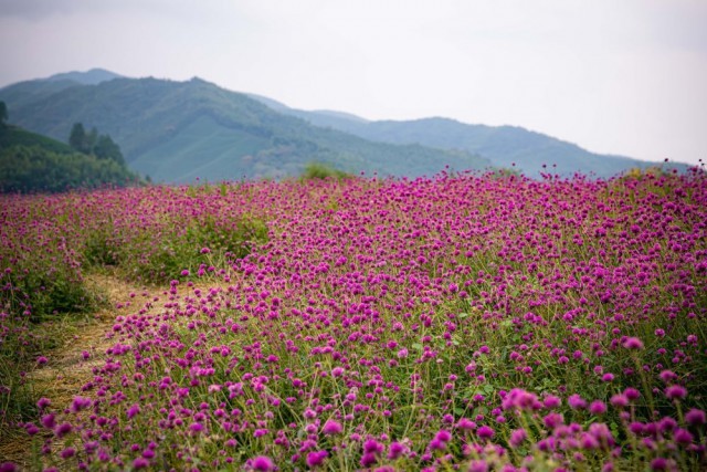 浙江杭州:徑山花海迎客來