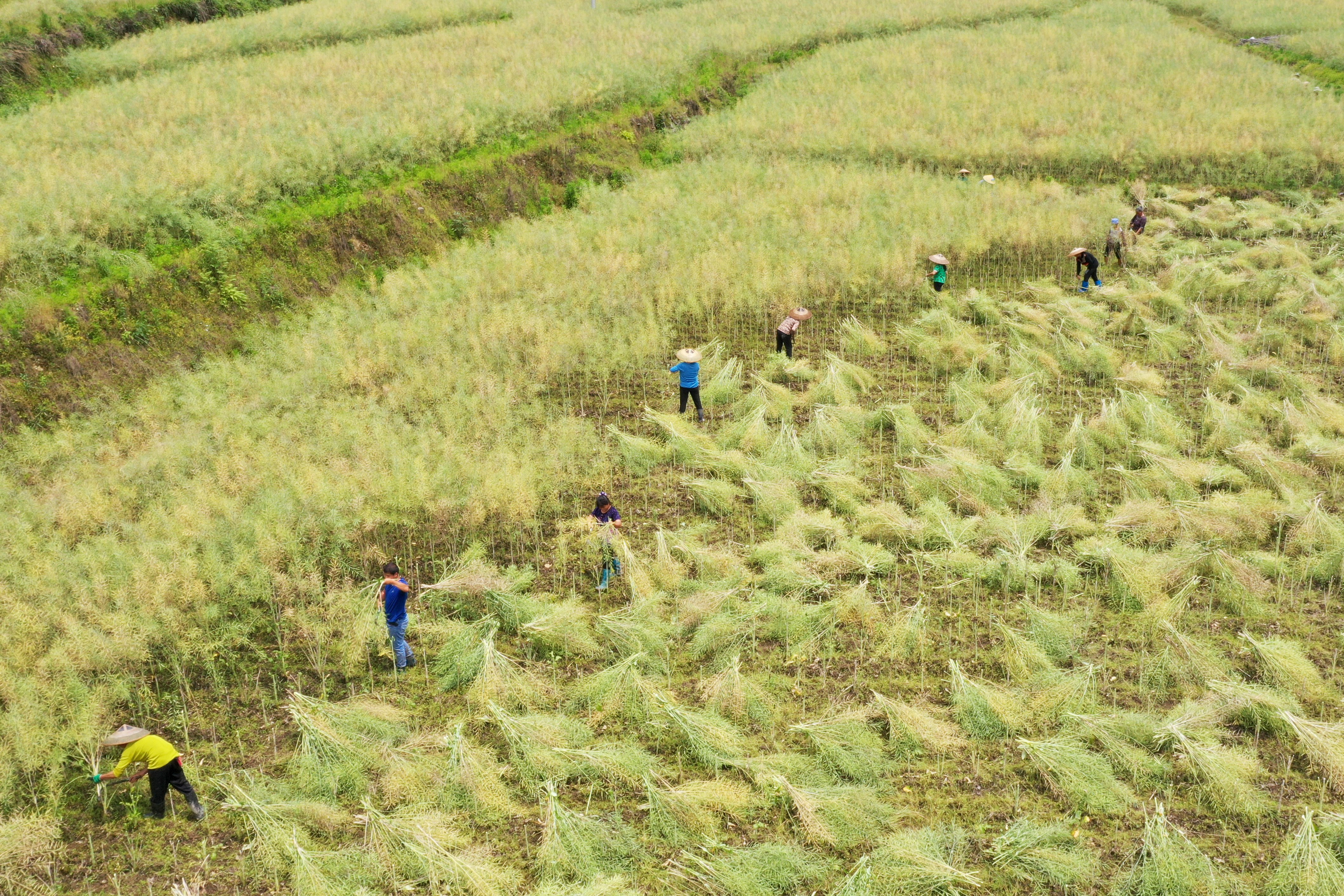 贵州岑巩:油菜采收忙"稻油轮作"提效益