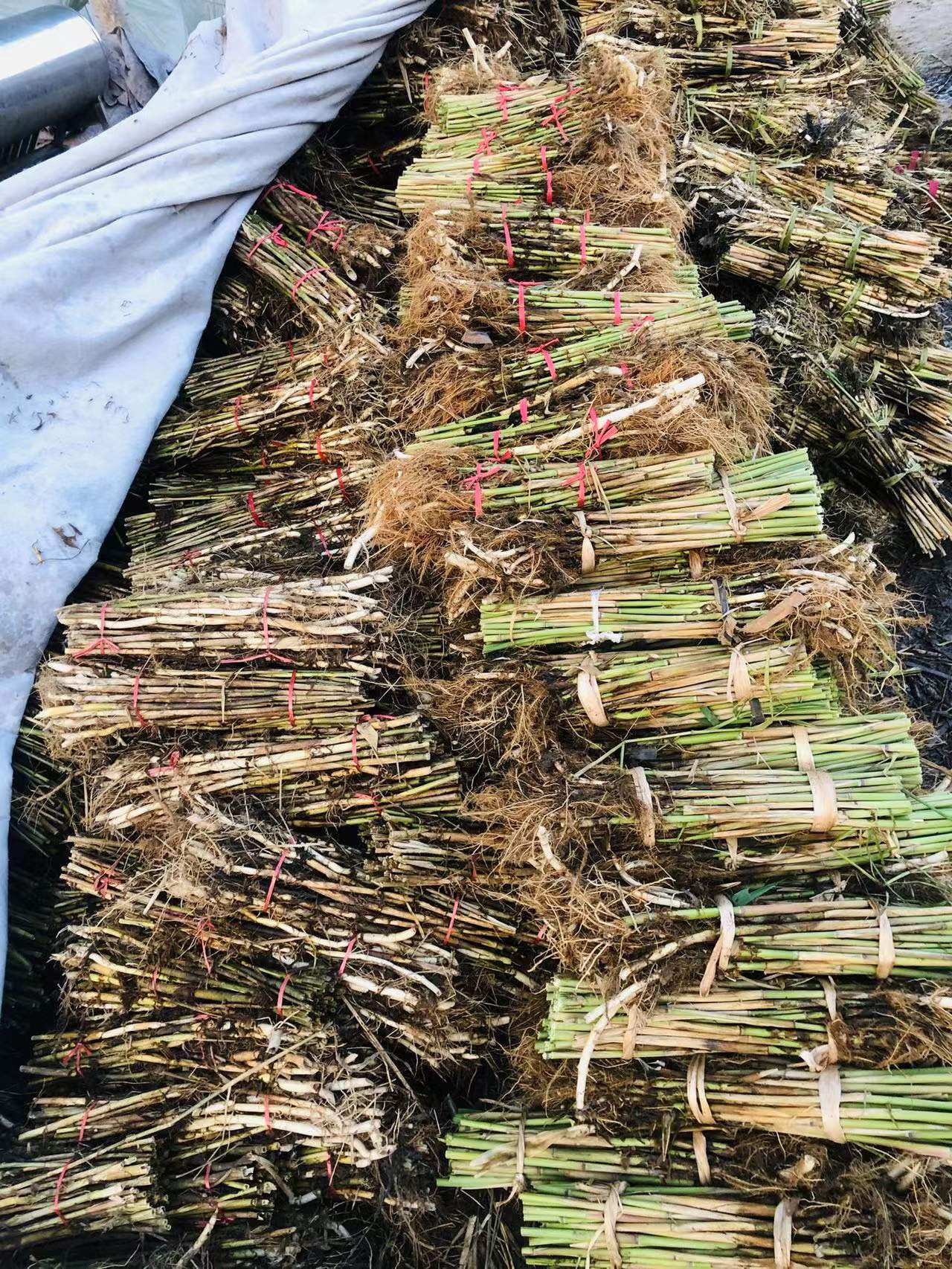 芦苇苗收货装车