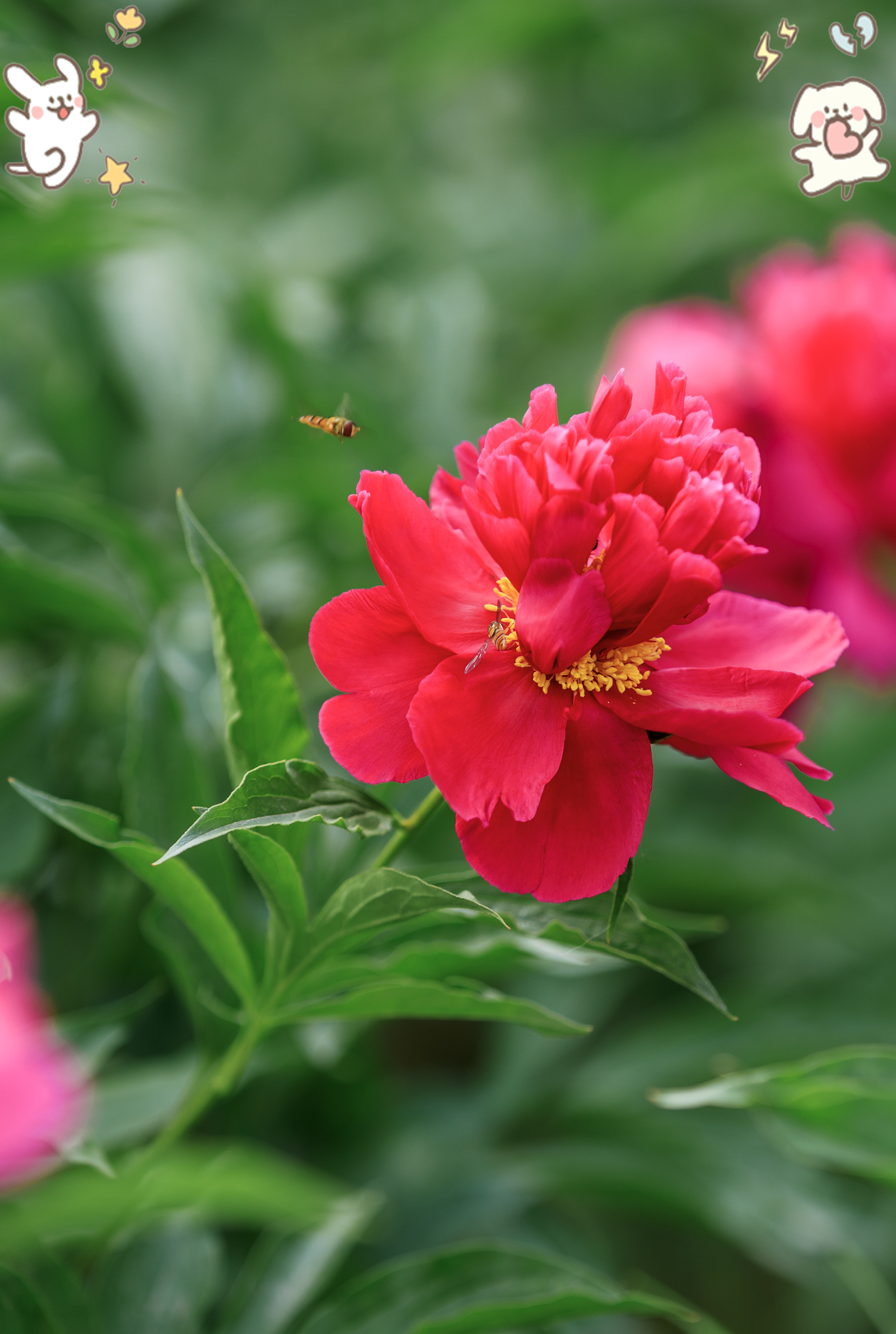 金带围芍药:扬州花影里的仕途吉兆
