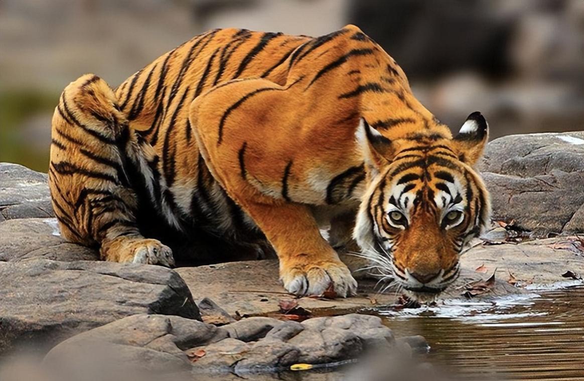 "传奇虎王"玛琪莉!曾单杀4米巨鳄,为何狮子猎杀鳄鱼这么难?