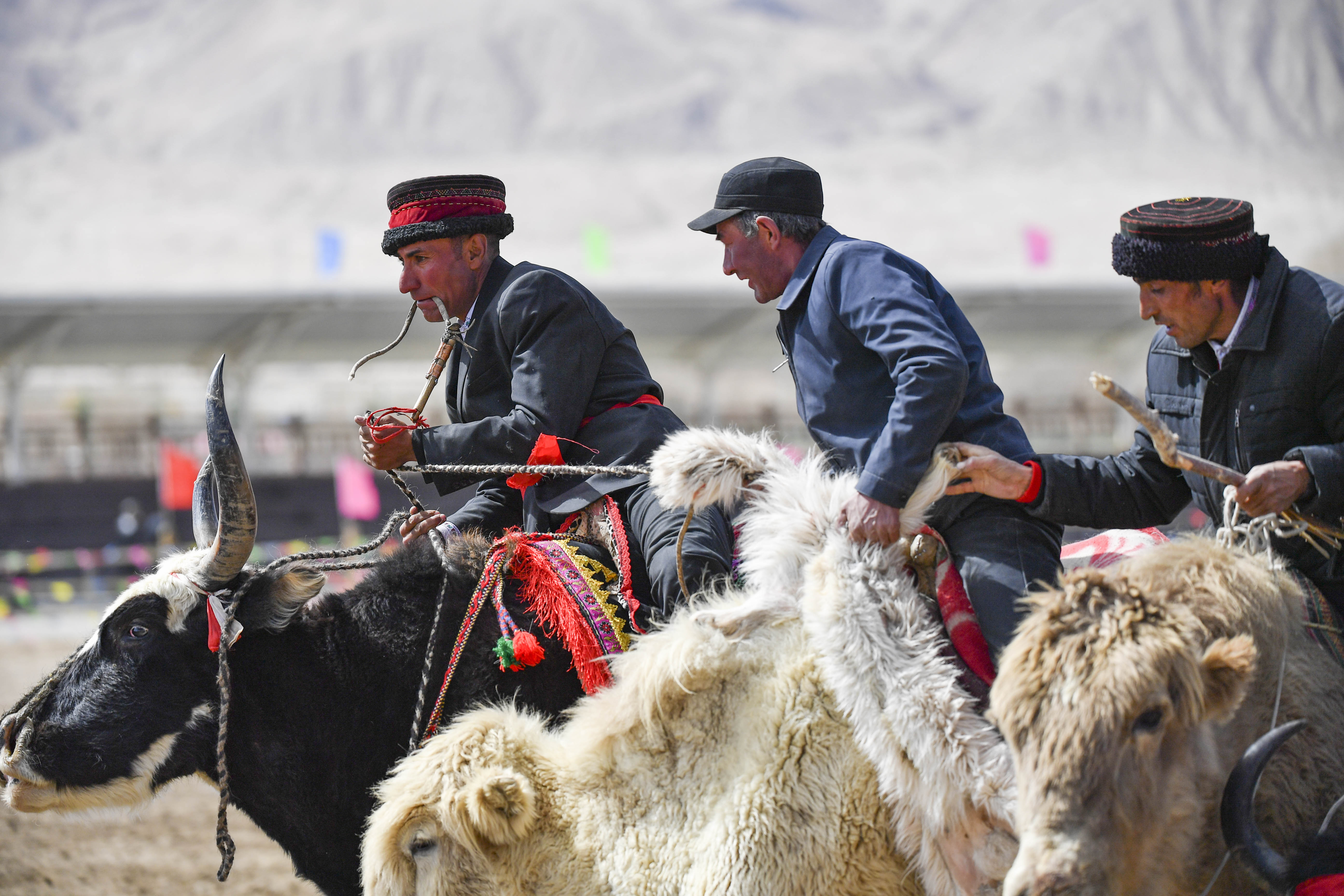 帕米尔高原上的牦牛骑士(2)
