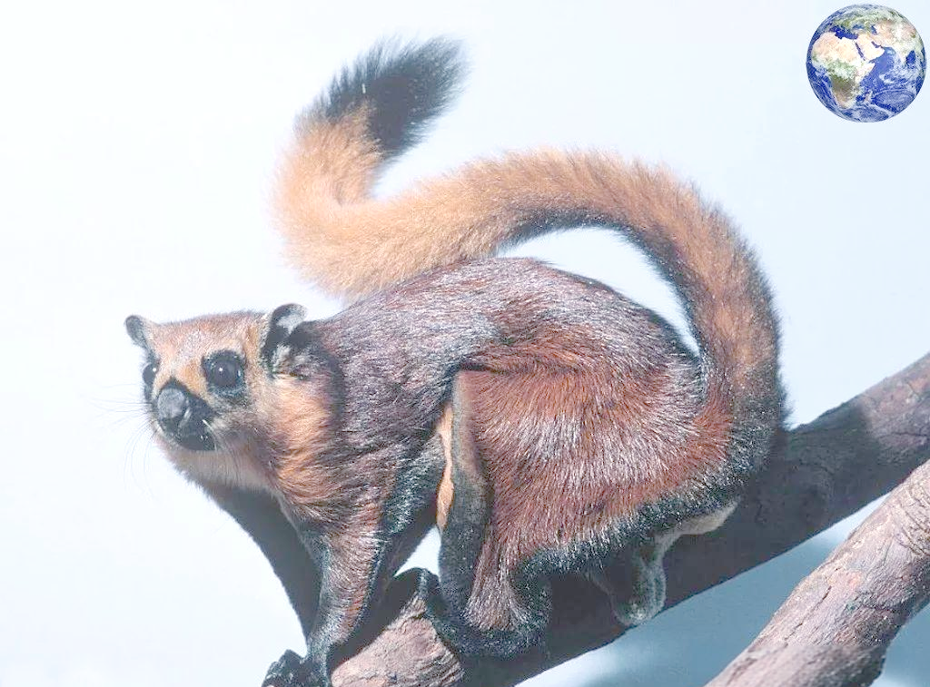 鼯鼠:能在空中滑翔的啮齿动物,其粪便被人类视为珍贵药材