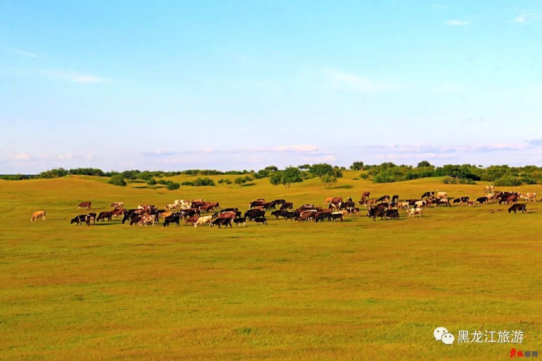 杜尔伯特大羊场,你去过吗?