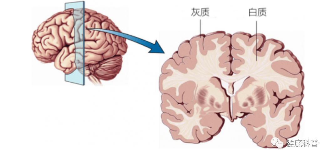 冬日鍛鍊需注意,在空氣汙染區域鍛鍊當心對大腦健康產生不利影響