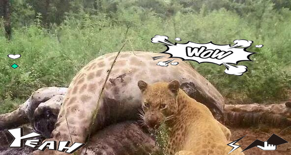 花豹中的独特基因突变:橘粉色草莓豹的生存挑战