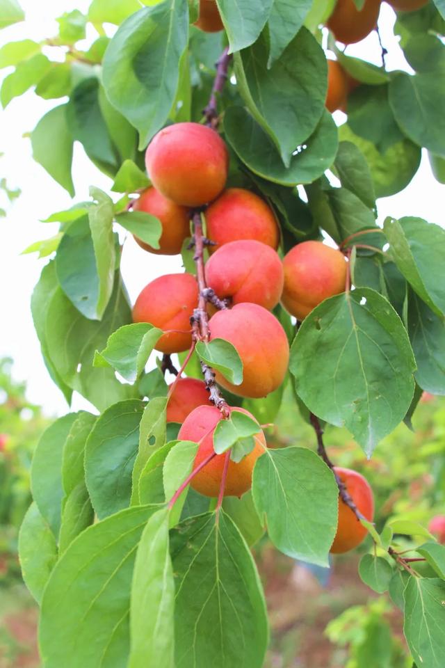 又到一年杏黄时,来临泽收获属于你的"杏"福