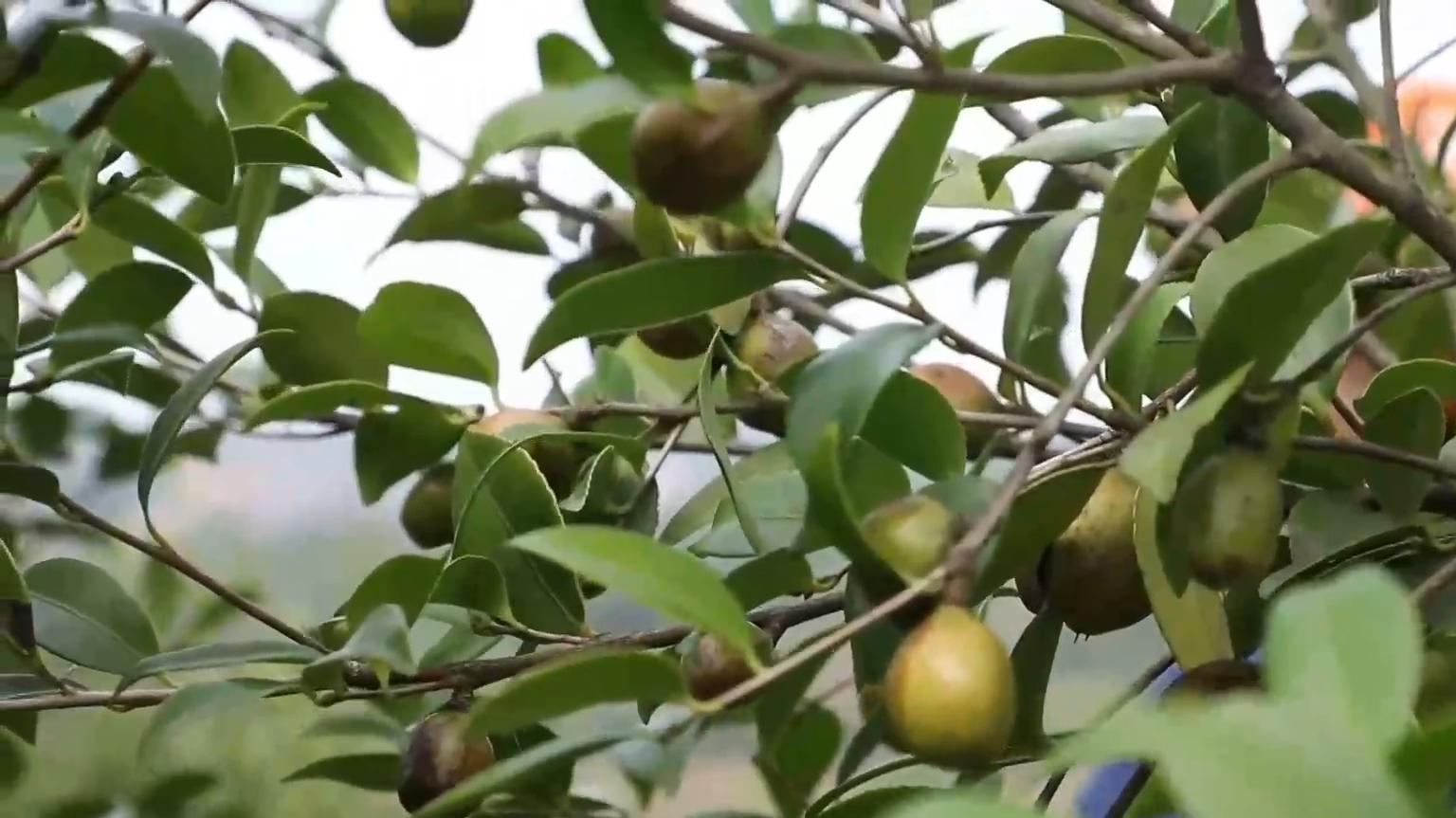 江西青原区:油茶丰收果满枝头