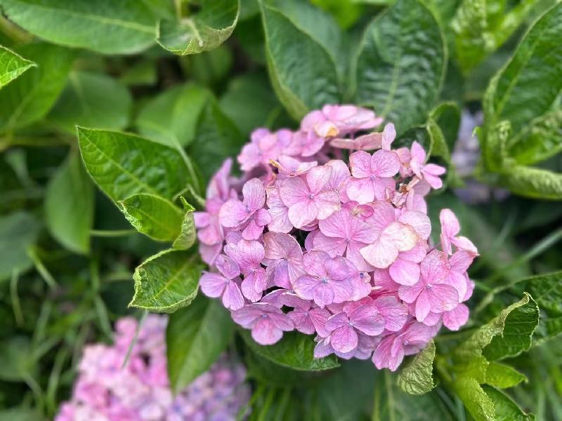 「泸州」绣球花—江阳区金龙寺的网红密码