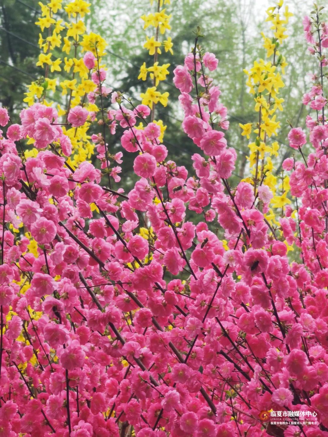 碧桃花期图片