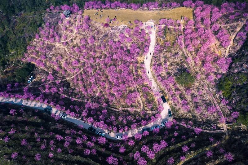 永嘉的樱花,油菜花开啦!超级美