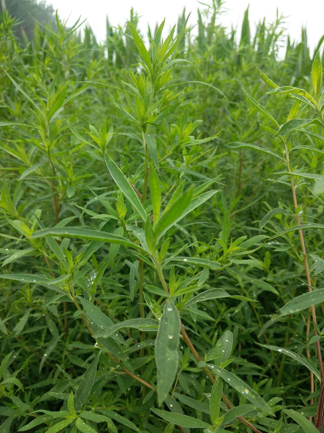 最好吃的野菜:扫帚菜