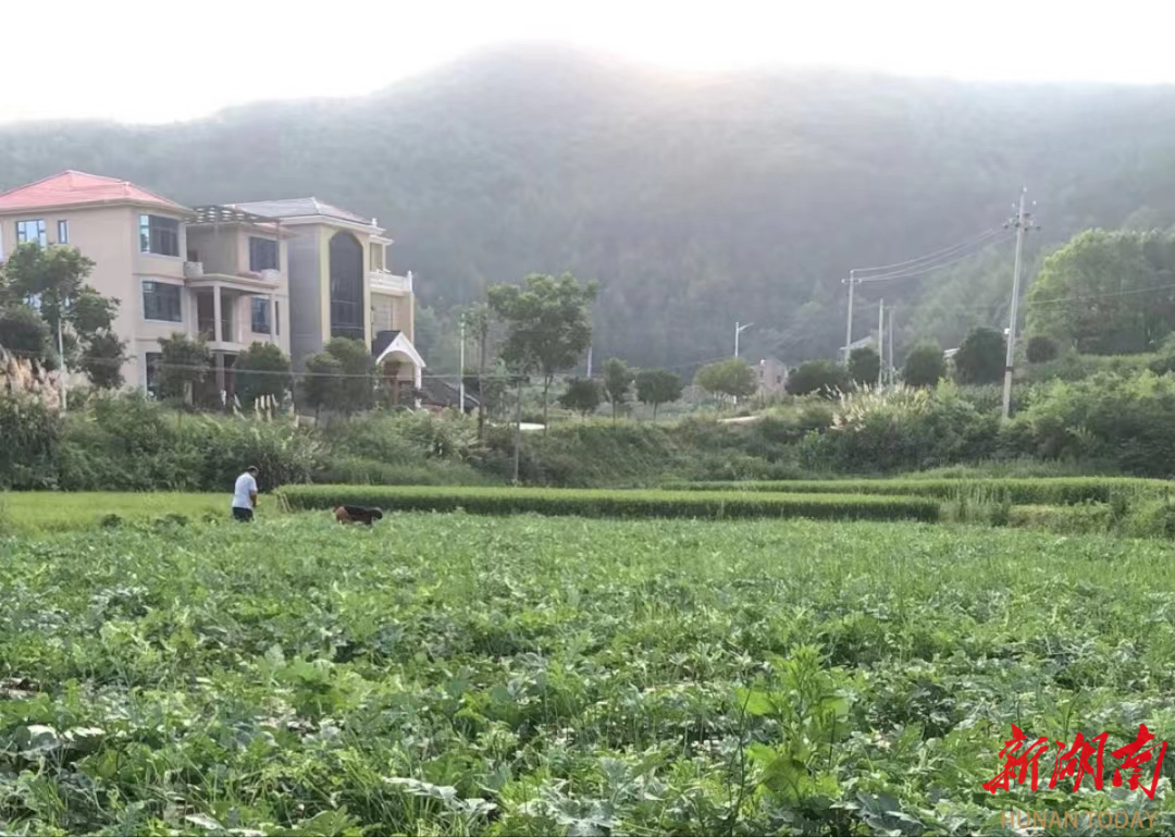 邵东佘田桥镇:打造"一村一品"典型 壮大村级集体经济