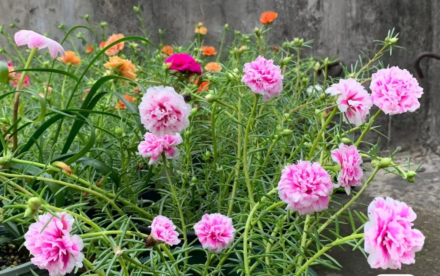 重瓣太阳花"牡丹芙蓉"—好看也好养,开花勤奋,你值得拥有