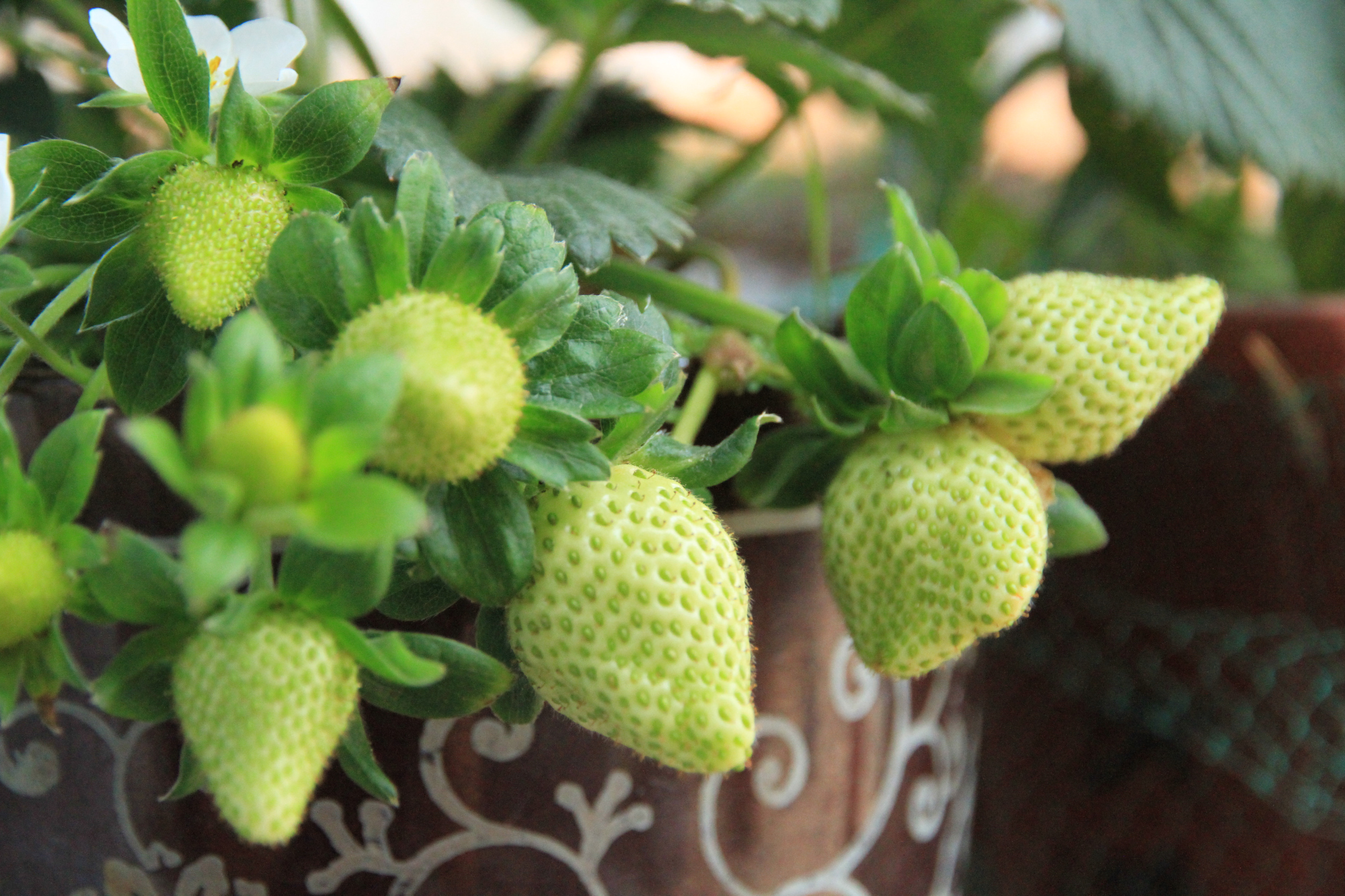 盆栽草莓收获季节,享受自己种植的美味水果!