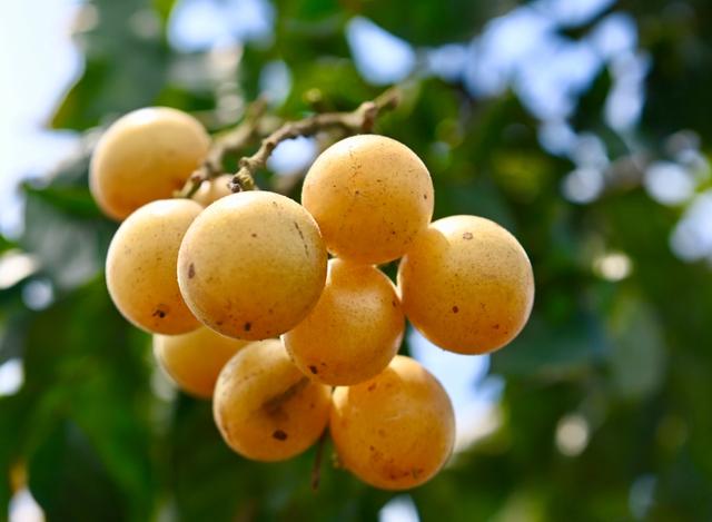 黄皮- 热门商品专区