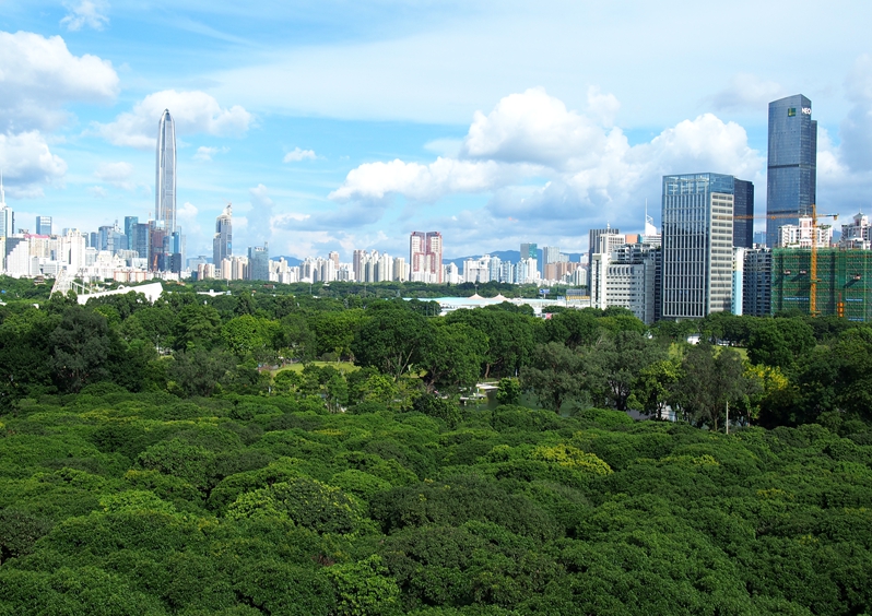 深圳的绿化太赞了,第一个国际花园城市正阔步走来