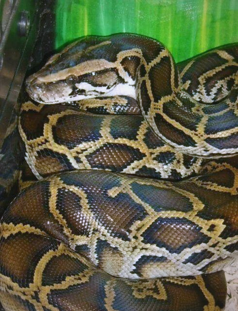 缅甸蟒:一种巨大且危险的蛇类