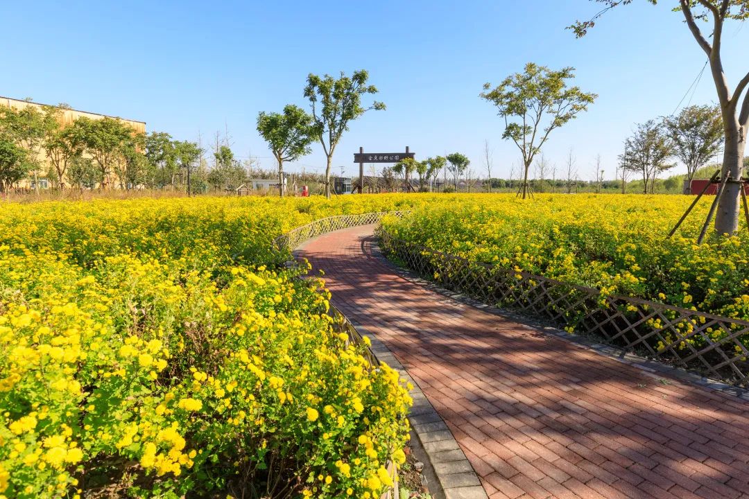 【分享】7000㎡!合庆郊野公园"国味菊"进入盛花期