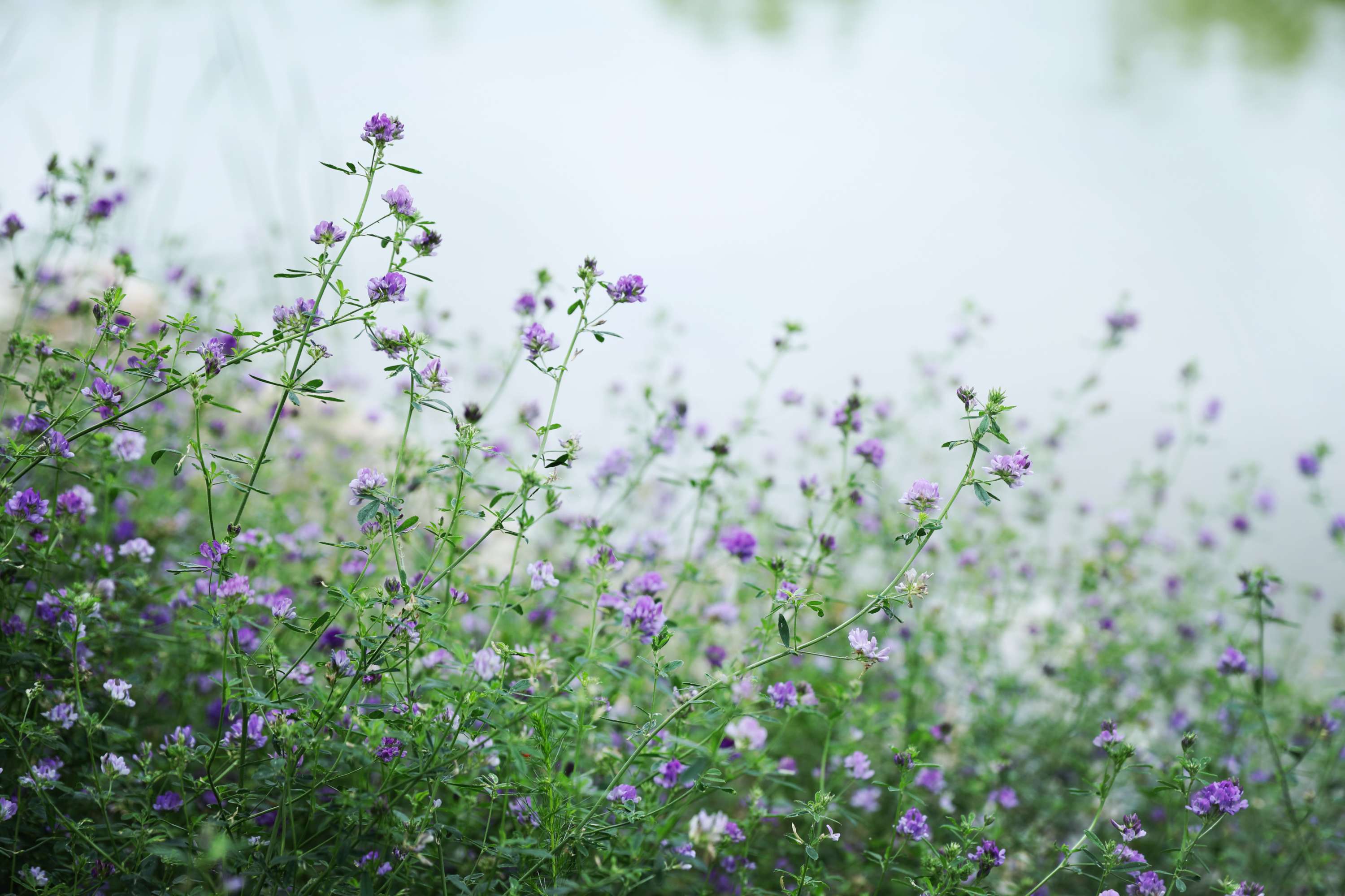 紫花苜宿草场图片图片