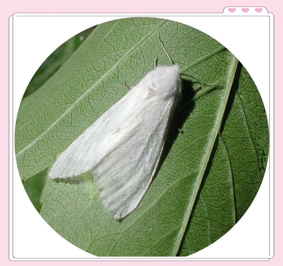 美国白蛾:全球范围内的"绿色威胁"