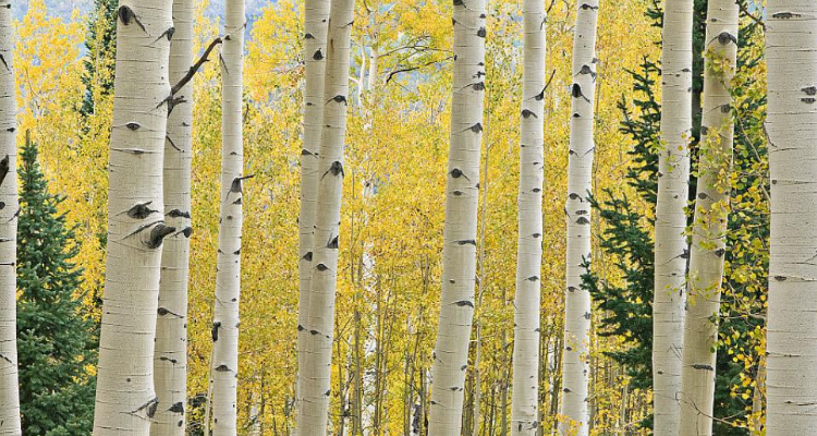 白杨树的精神(白杨树的精神像什么人的比喻)