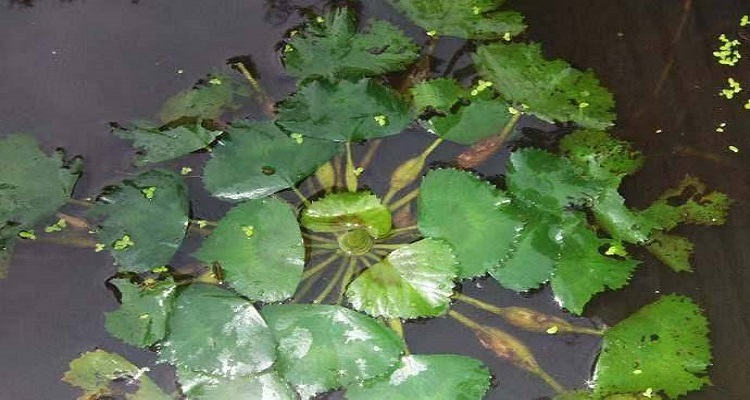 菱角生长在什么地方