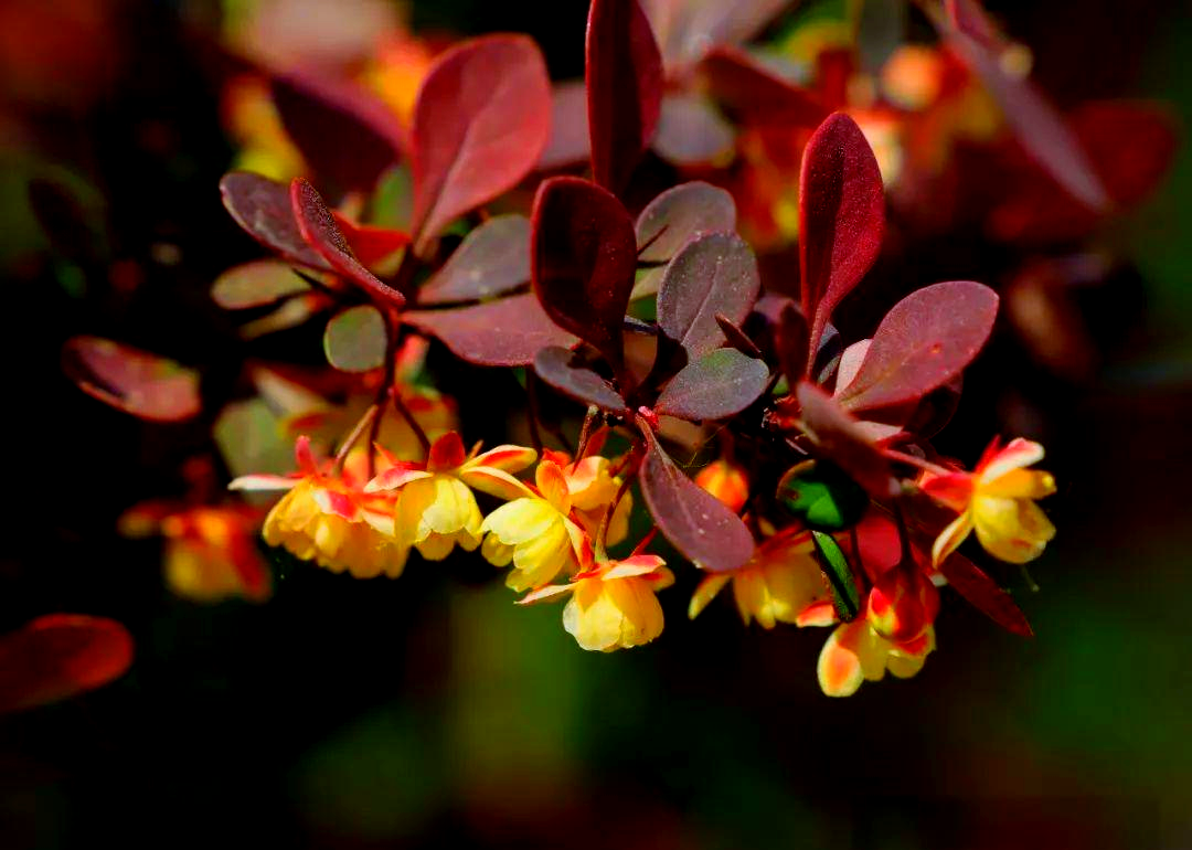 紫叶小檗的花朵虽小,却散发着独特的魅力