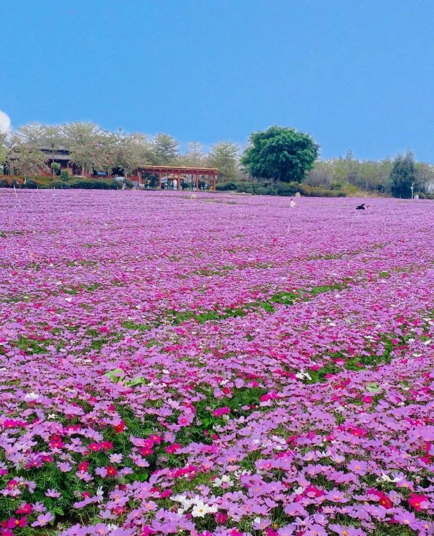 康庄花海图片