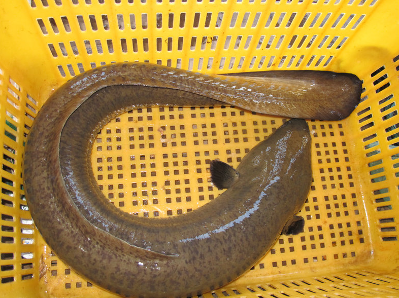 鲲鳗和鳗鱼的区别