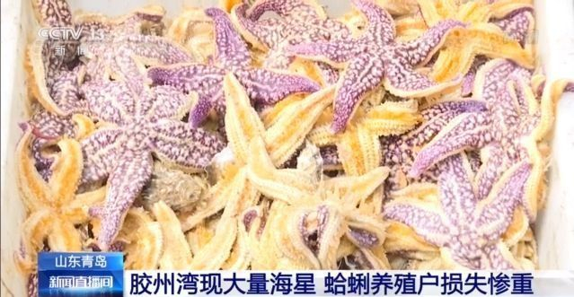 青岛胶州湾海星泛滥成灾 如何"克星"?吃光靠谱吗?专家这样说