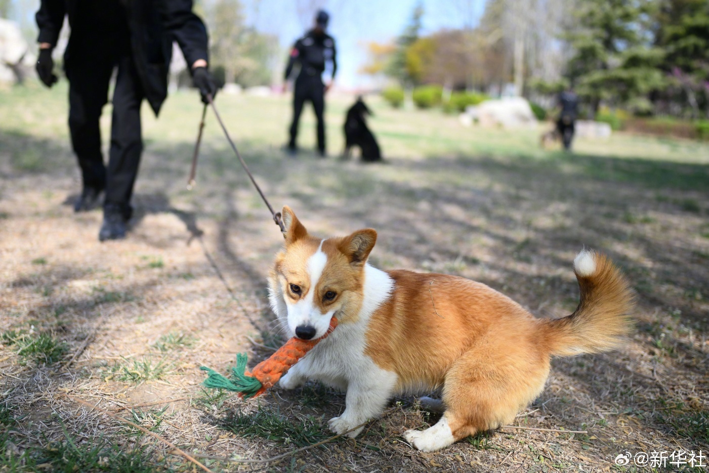 太可爱了!柯基警犬的训练日常