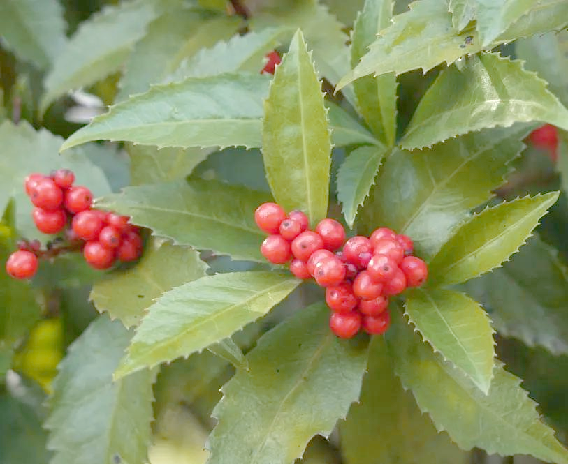 的多样别名与功能解析