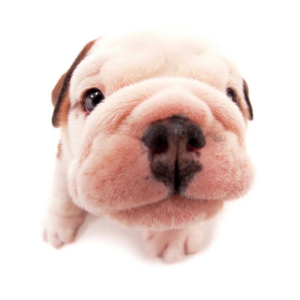 宠物狗狗头像 高清版