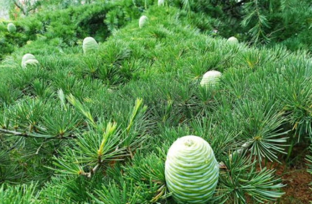 雪景木养殖方法和注意事项