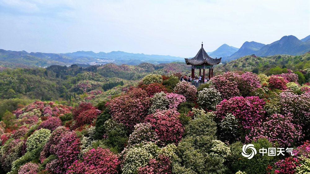 遵义百里杜鹃图片