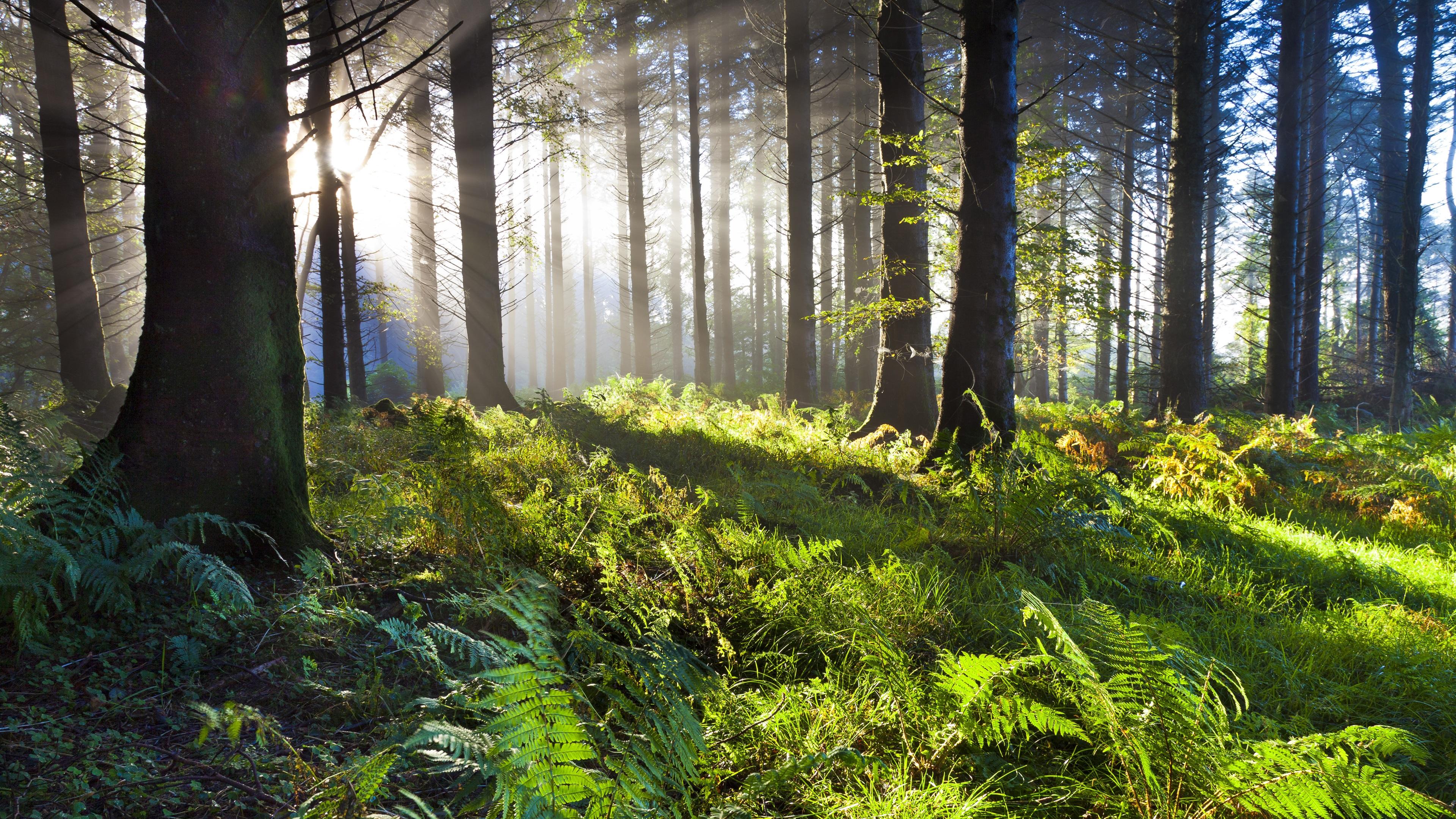 地球上森林的面积增加1倍后会出现什么?科学家:后果将很难承受