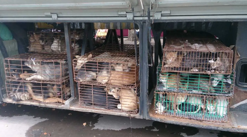 给贵猫续命的"血猫",关在笼子里养得很胖,出笼就要被迫献血