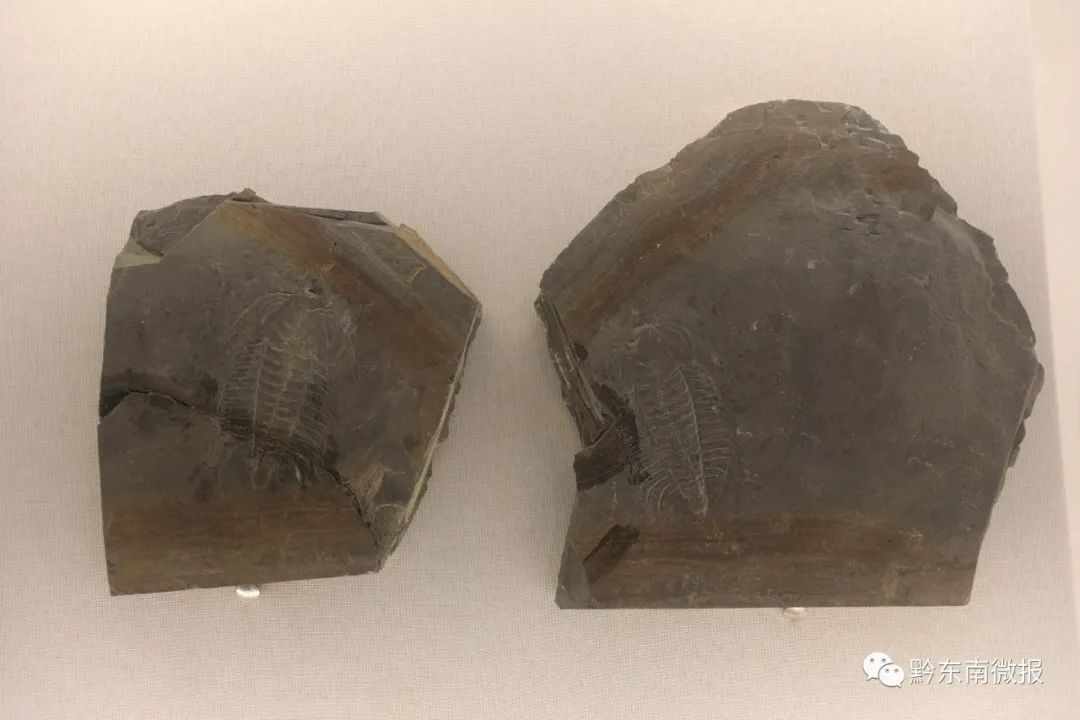 "凯里生物群"——始海百合