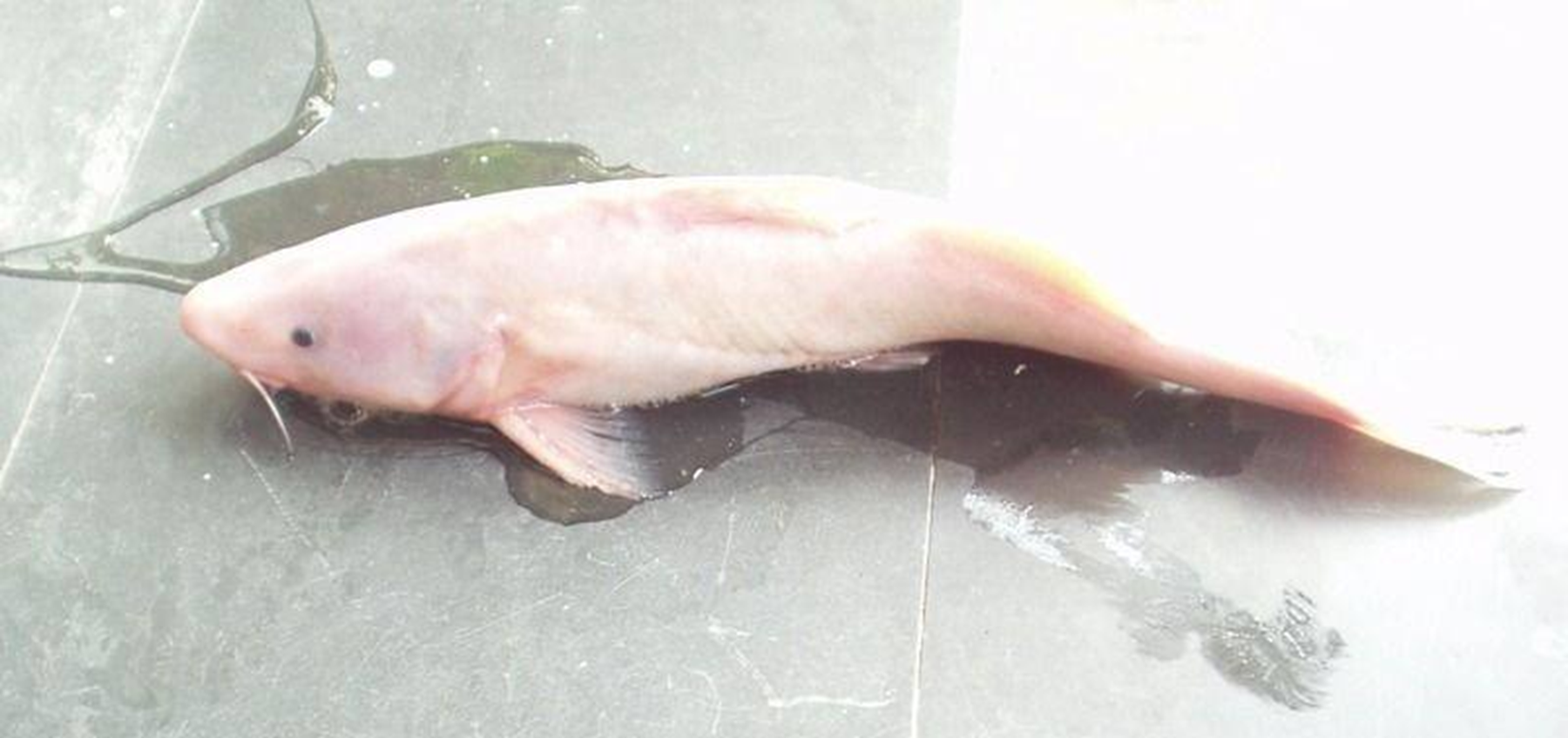 回鱼是什么鱼?回鱼主要生活在什么环境?