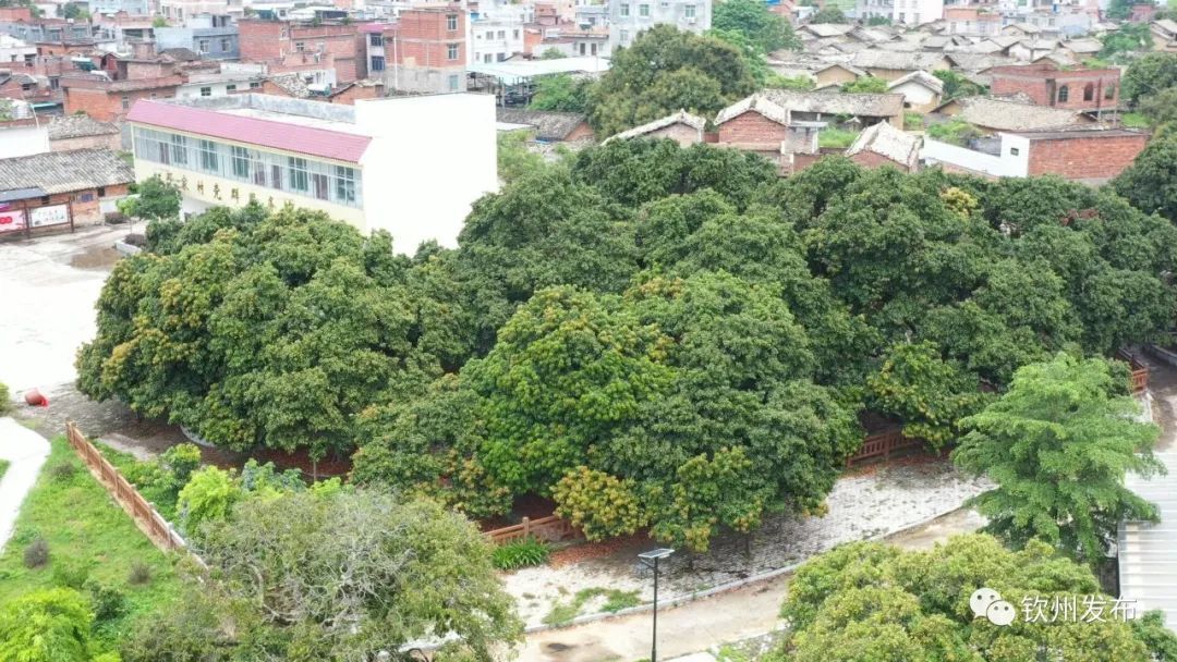 灵山县新圩镇邓家村