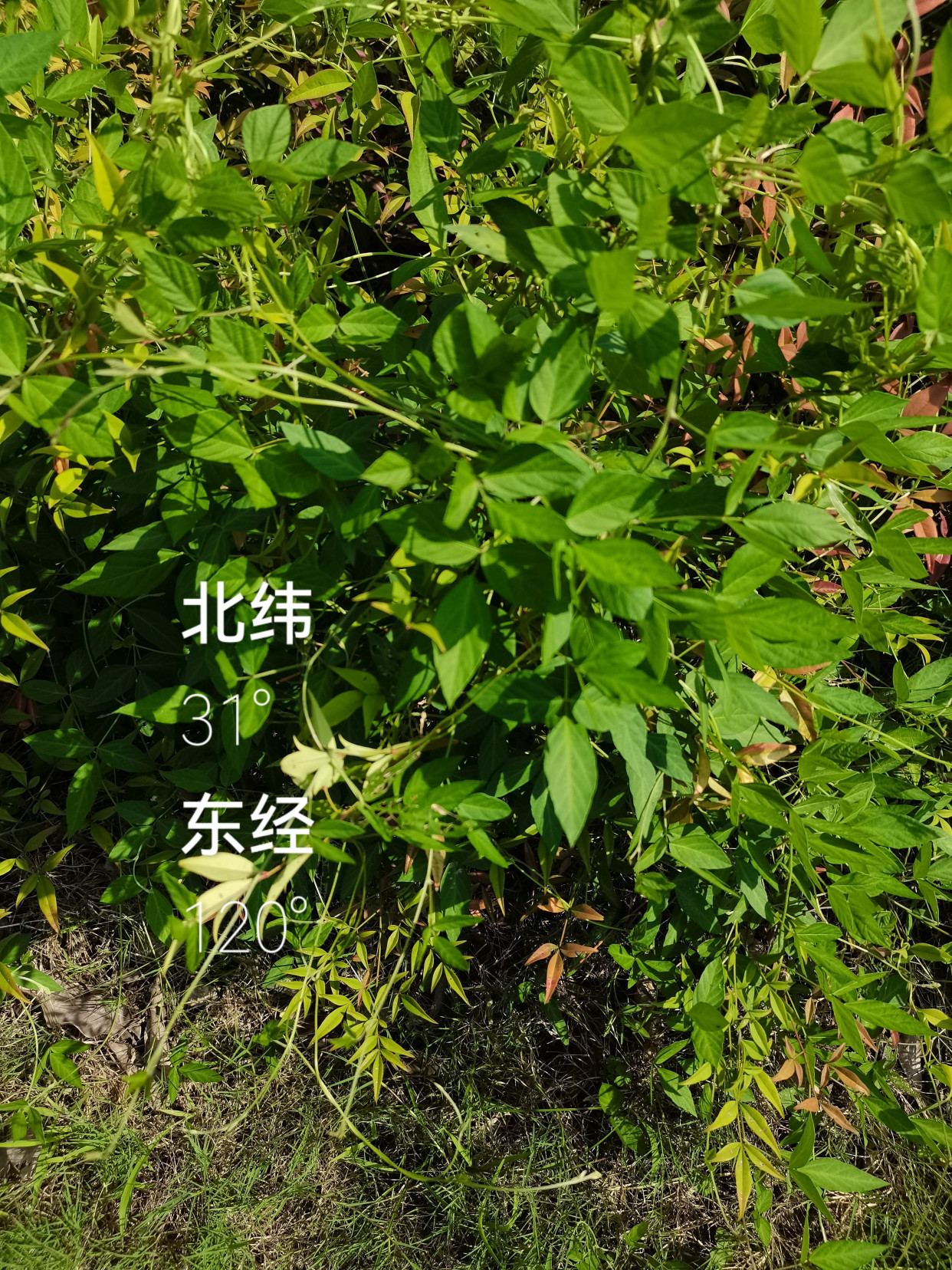 拨尽纤思何处是,吹来多少古今风——三籽两型豆