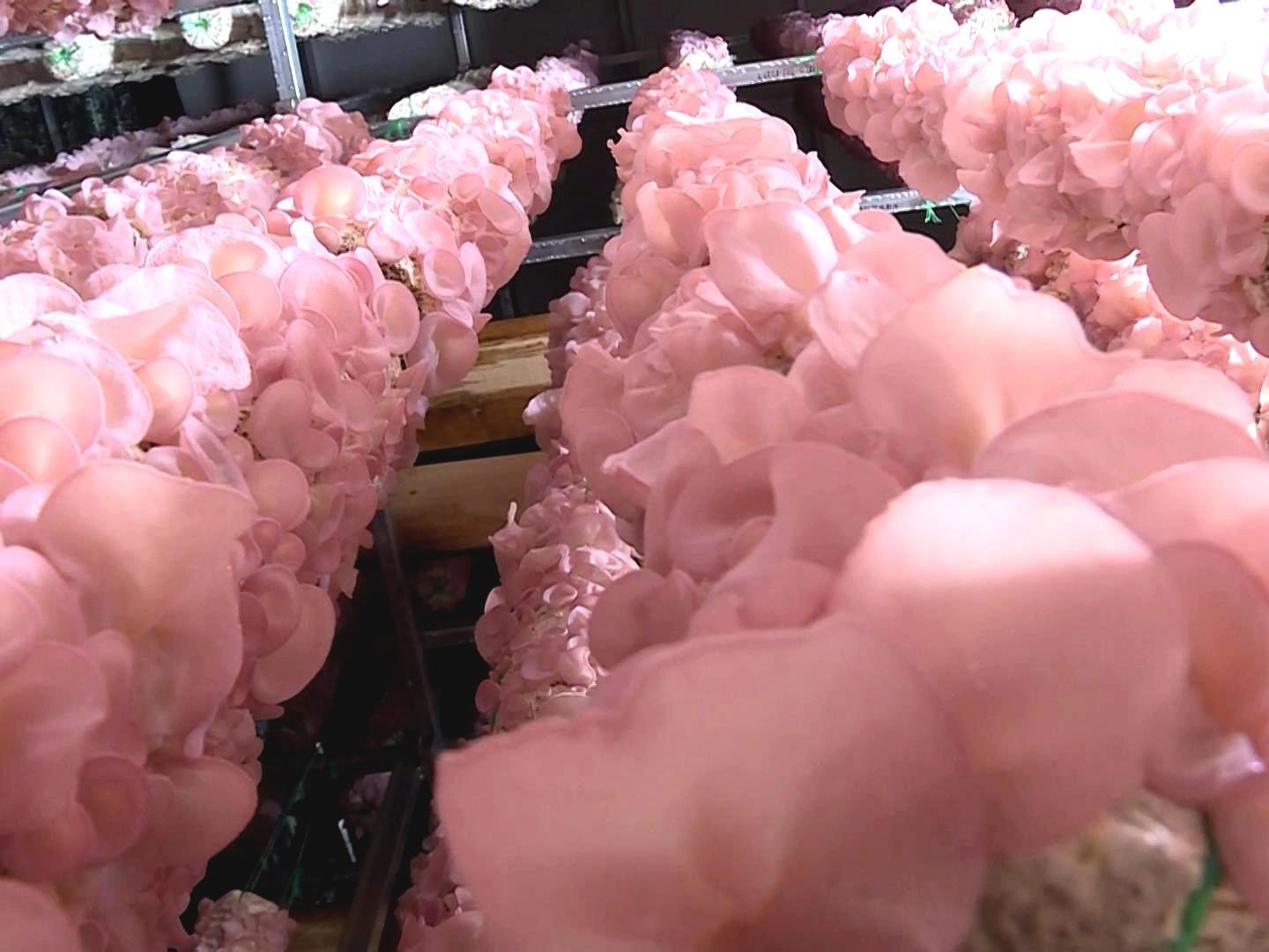 博士团队精心指导 四川仪陇粉色木耳端上川渝火锅店的餐桌